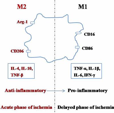 Microglia and Their Promising Role in Ischemic Brain Injuries: An Update